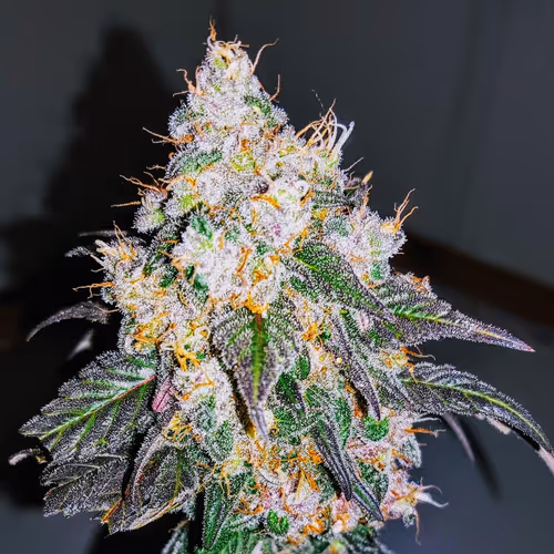 Meta Bud Photo Collection