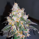 Meta Bud Photo Collection