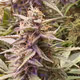 buds of god