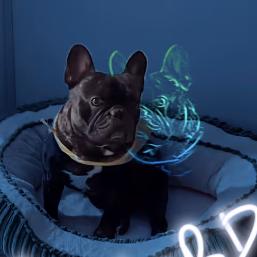 BULL DOG FRANCES BUFORD