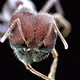 BugBoys