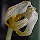 BULAKLAK (FLOWER)