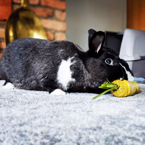 bunbun overlords