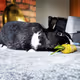 bunbun overlords
