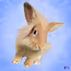 Bunny-Art