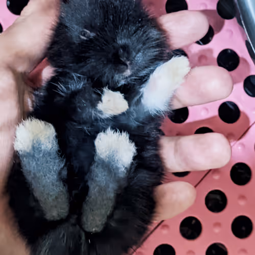 bunny - xsT6xR3pcl