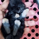 bunny - xsT6xR3pcl