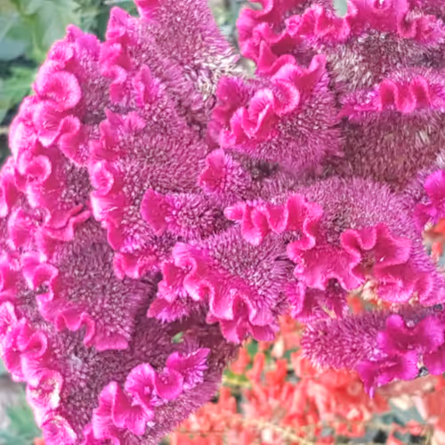 Burns Photography - old