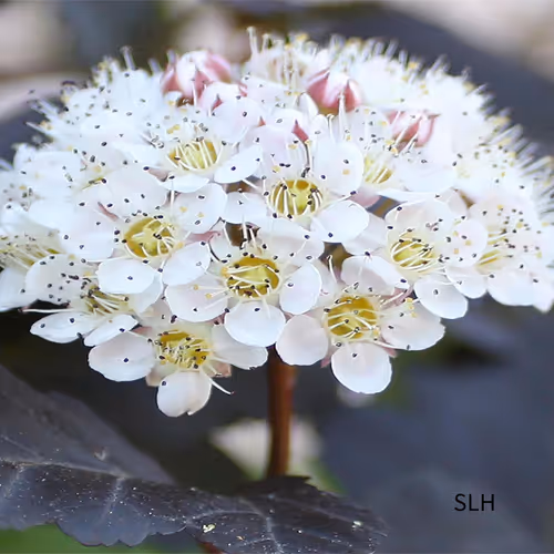 Burst of White