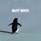 But Why? Penguin Meme