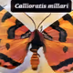 Butterflies , moths
