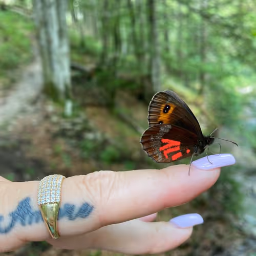 butterfly #001 - old