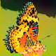Butterfly 8bit