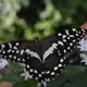 butterfly art
