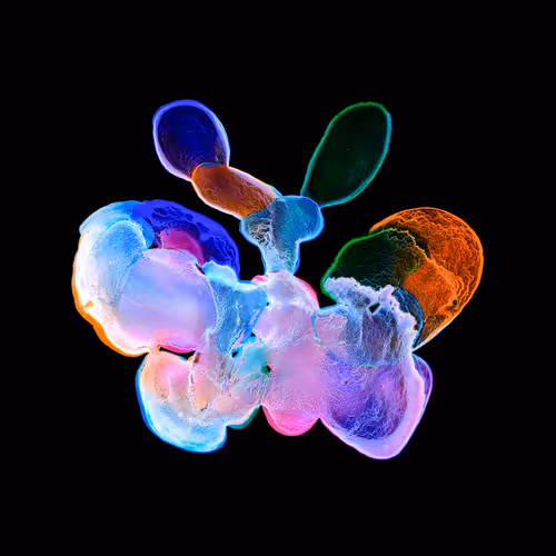 Butterfly  Collection