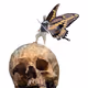 Butterfly Commando - old