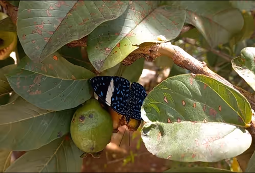 Butterfly on Guava Brazil