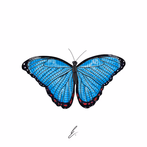 Butterfly Sketches