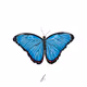 Butterfly Sketches