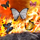 butterflys in the soul