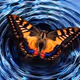 Butterfree on a flower - old