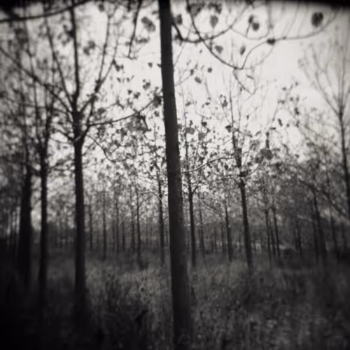 monochromatic nature V3