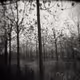 monochromatic nature V3