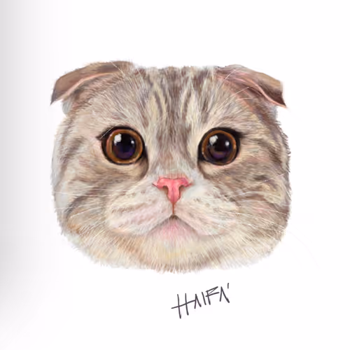 C Cats