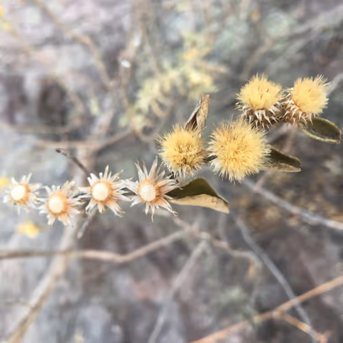 Caatinga Landscapes