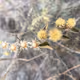 Caatinga Landscapes