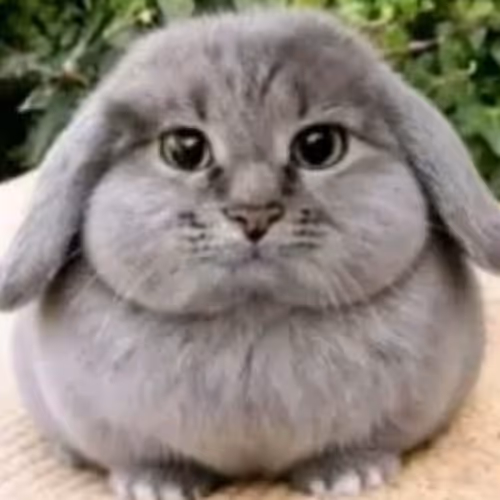 cabbit