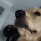 Cachorrinhos enrolados (wrapped dogs)