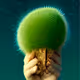 Cactus Stories - old