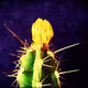CacTus Crew