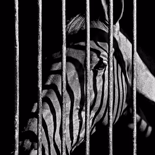 Cage collection - old