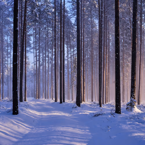 Calidris Photography