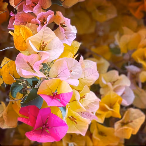 California Bougainvillea