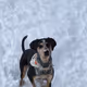 Callie Dog