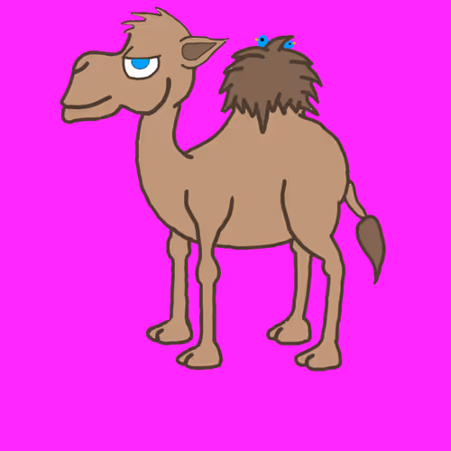 Calm Camels