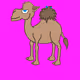 Calm Camels