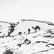 camels on the snow - old