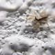 camping spider