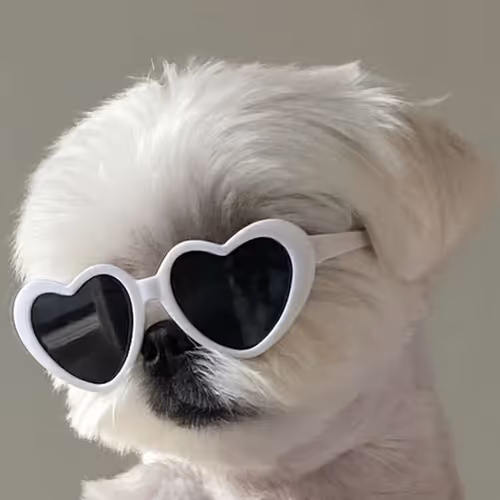 candydog