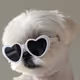 candydog