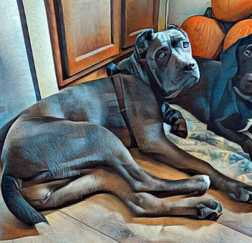 cane Corso Things - old