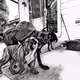 Cane Corso V3