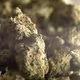 Cannabis Flower