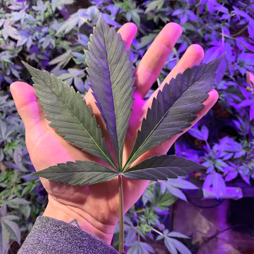 A Cannabis Journey
