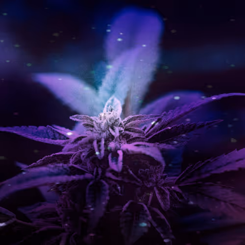 Cannariginal