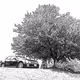 car and tree